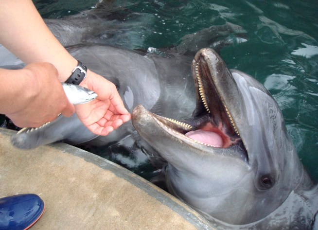 Meet the Toxic Miami Dolphins