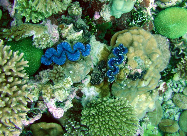 University Gets High on the Reef