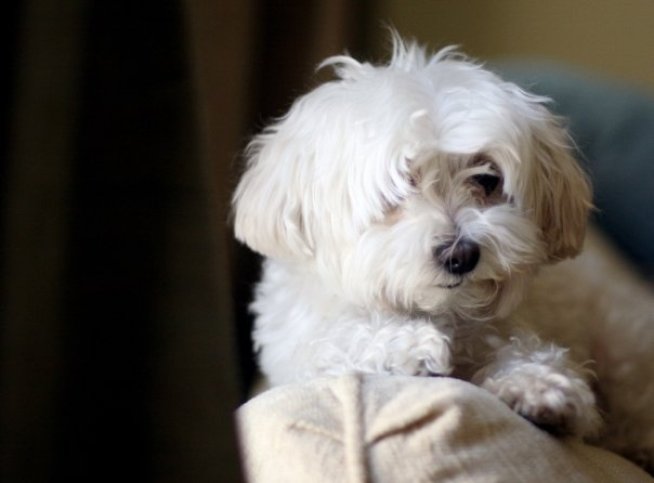 "Law and Order" Theme Has Rabid Following Among Dogs
