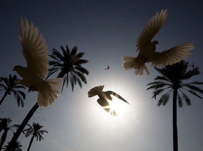 Winter Weirdness Now With Drunk, Divebombing Birds