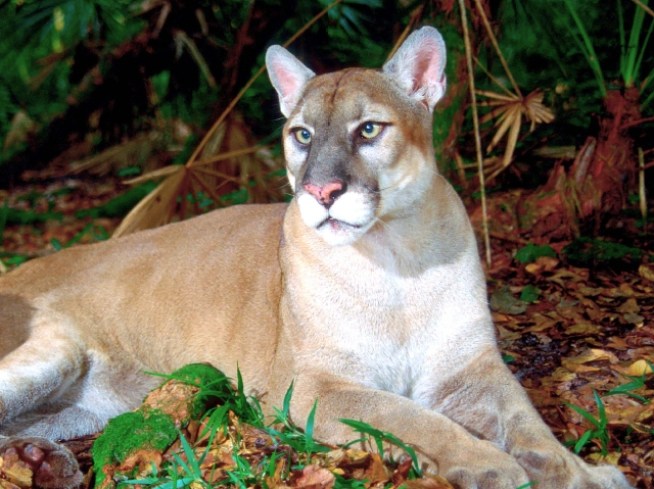 Florida Panther Hit and Killed on I-75