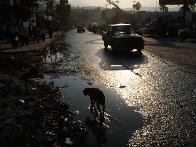 Animal Welfare Groups Arrive in Haiti