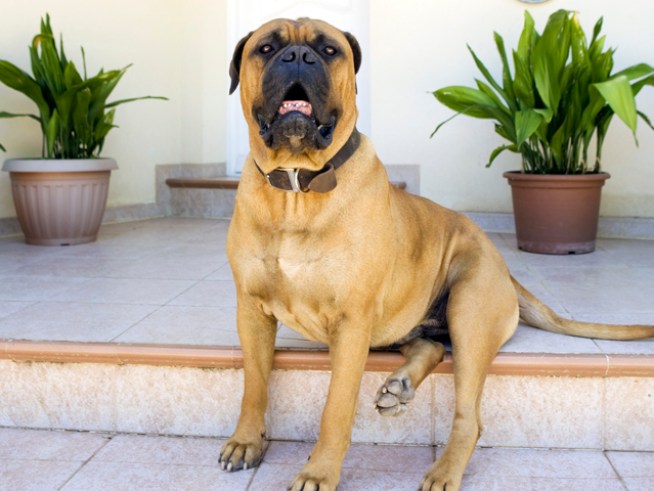 Bullmastiff Rips Off Little Girl's Ear