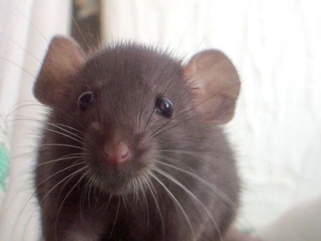 Rat Sex on X and Other Dubious Experiments