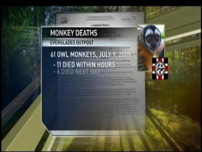 At least 21 owl monkeys have died after being sent to Miami for retirement, and the finger pointing has begun.