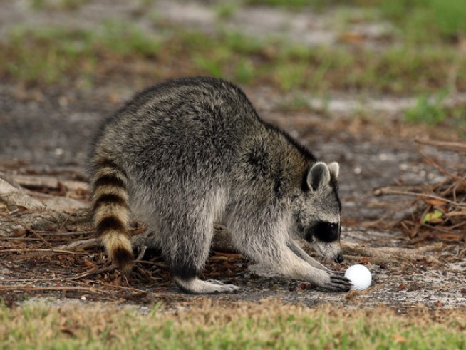 Raccoon Pack Attacks Elderly Woman