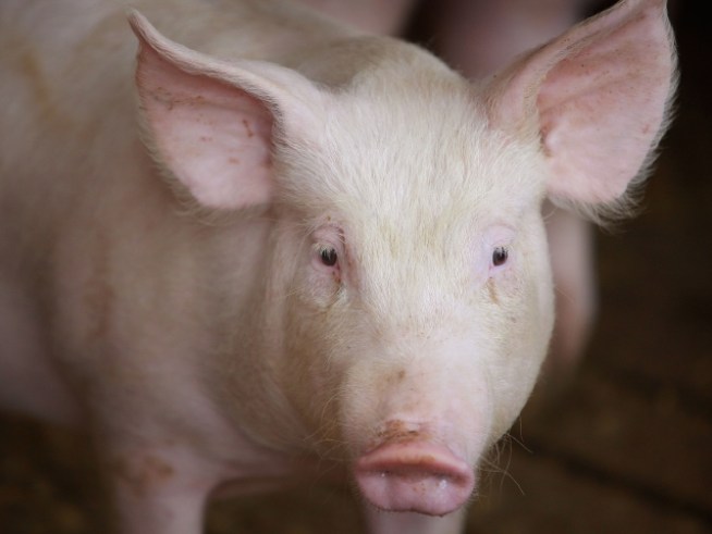 Man Chooses Ham Over Home