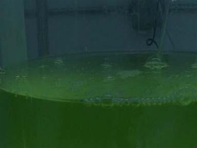 From Zero-to-60 on Pond Scum