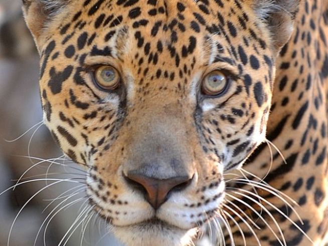 Metrozoo Big Cat Dies During Surgery