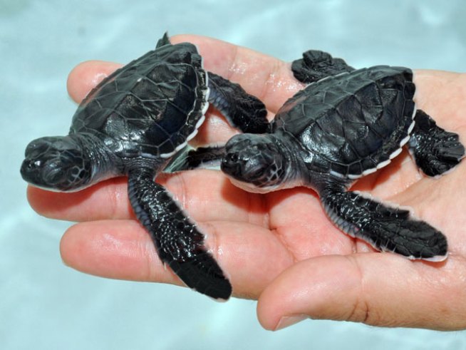 A sea turtle volunteer group brought several dozen angry people to Fort Lauderdale city commission chambers Tuesday night to demand the city follow its own laws regarding lights on the beach.