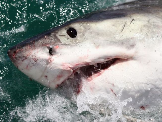 Surfer Killed in Stuart Shark Attack