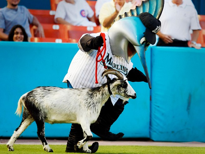 Billy-Goat Gruff: Sweet Lou Hates the Taste of Marlins