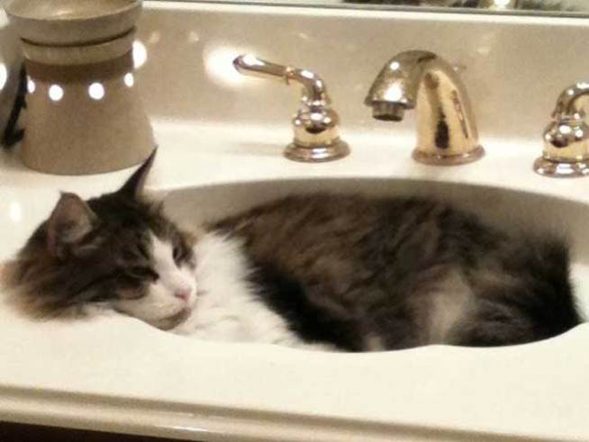 Cat-astrophe! 85 Felines Found in Florida Home