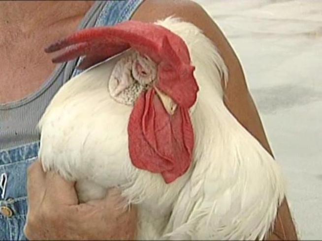 A Rooster Reprieve for Mr. Clucky?