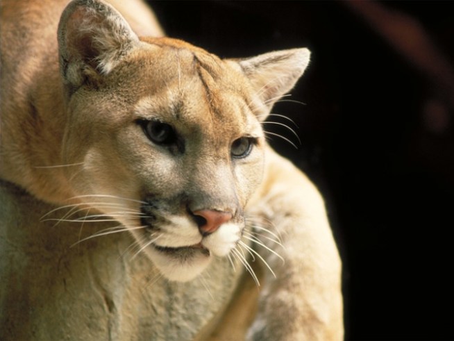 Fire at Ex Playboy Model's Miami Cougar Den