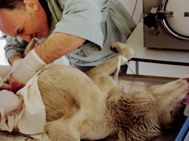 Charges Dropped Against Amateur Puppy Surgeon