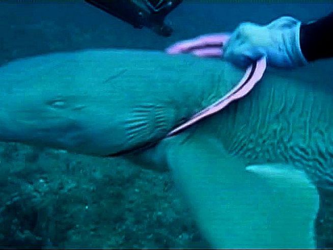 Divers Save Frisbee-Wearing Shark