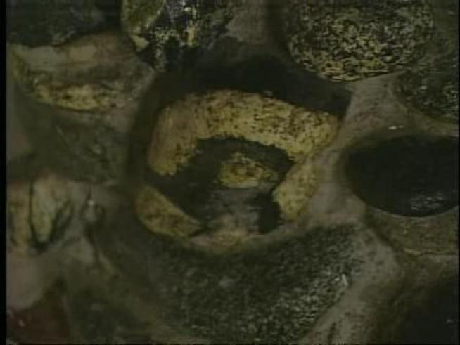 Is that Jesus in a rock? You be the judge.