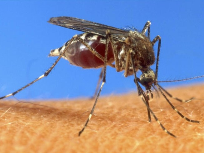 Dengue Fever Epidemic Spreading in the Keys