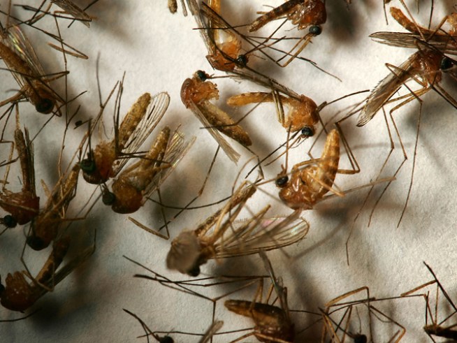 Bug Off: No Dengue in Miami-Dade