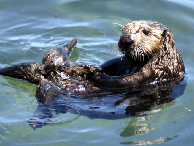 Florida Man Nearly Killed During Otter Attack