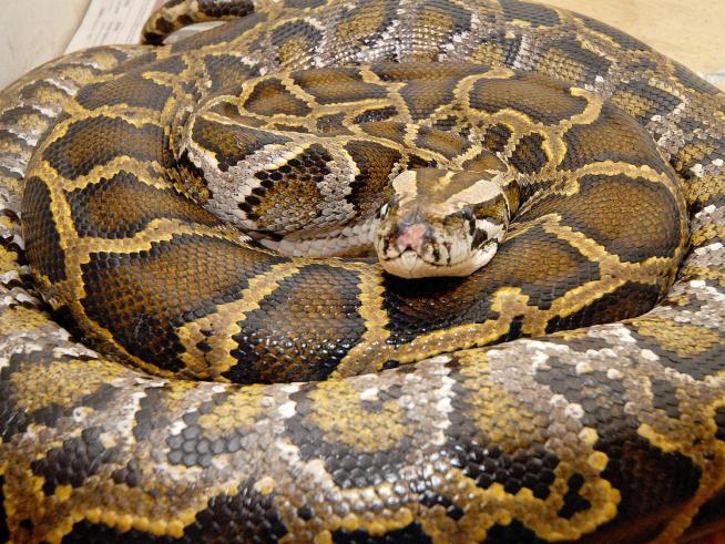 12 Pythons Seized in Undercover Sting