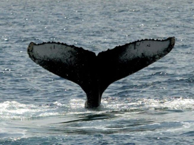 PETA Wants to Save Florida Whales - Fat Women
