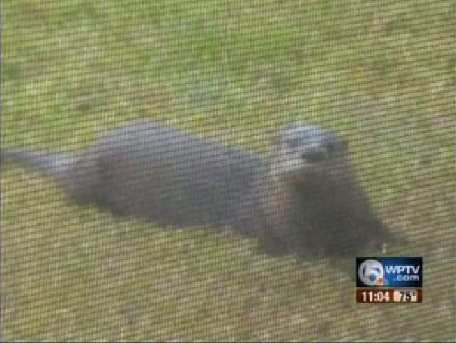 Caught On Tape! Boca Otter Bites Third Victim