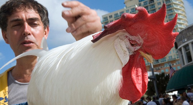 Celebrity Rooster Gets Evicted 