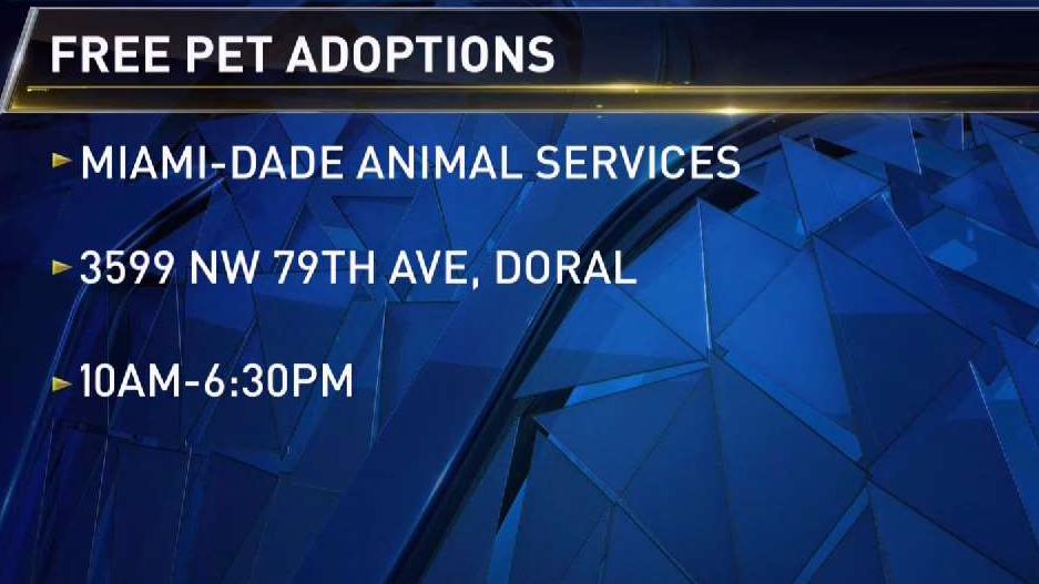 6 Things to Know - Free Pet Adoptions in Miami-Dade