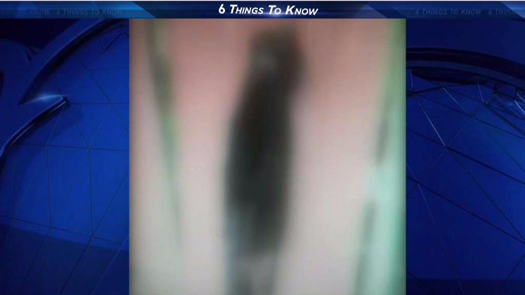 6 Things to Know - Hialeah Cat Mutilation