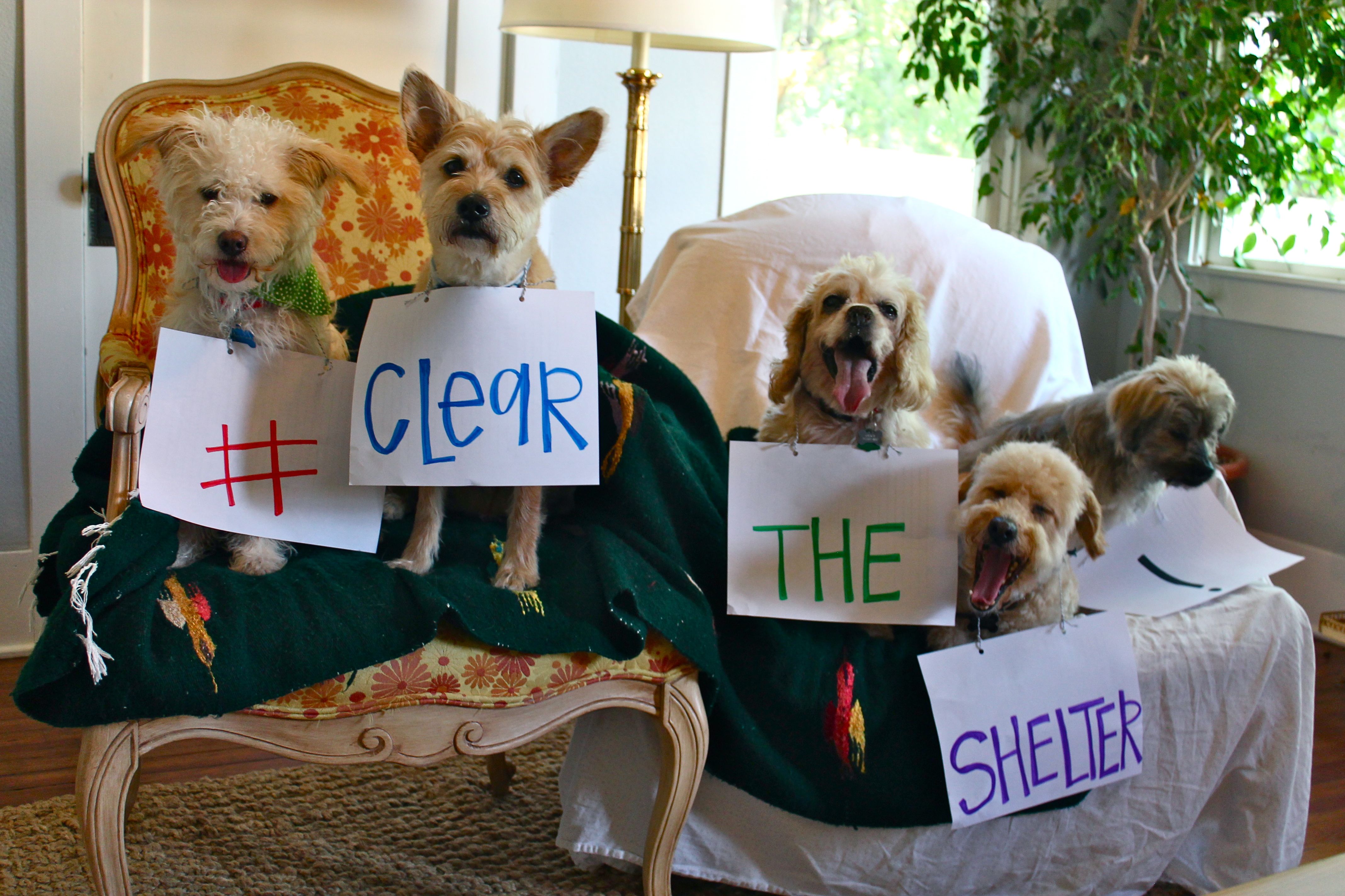 Clear The Shelters 2016: ADOPTED!