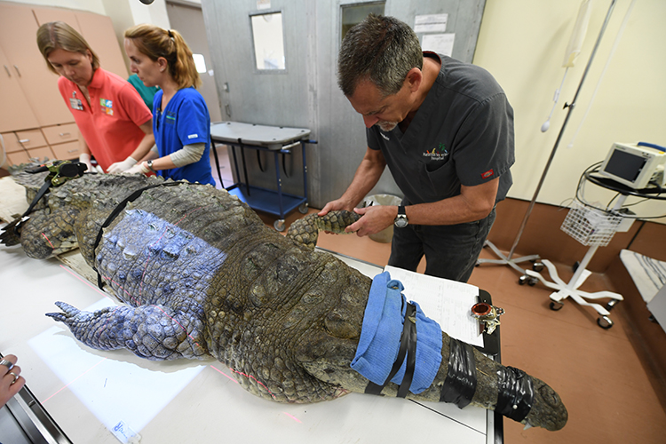 10-Foot, 400-Pound Crocodile Undergoes Surgery at Zoo Miami