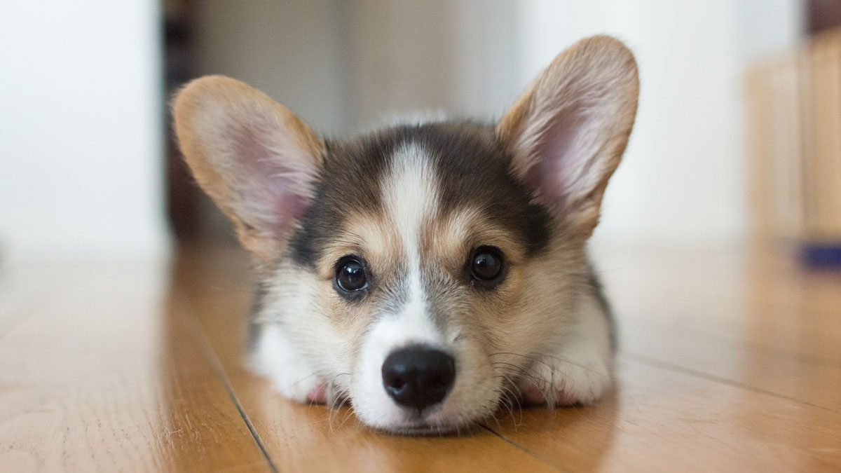 Scam Alert: 80% of Online Puppy Ads Are Fraud