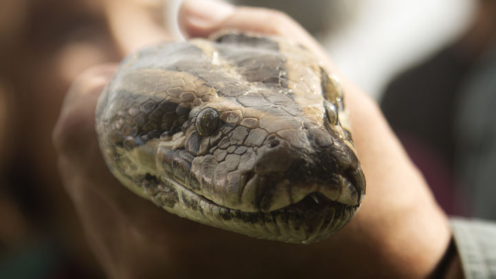 Florida Reporter Captures Battle Between Python and Gator
