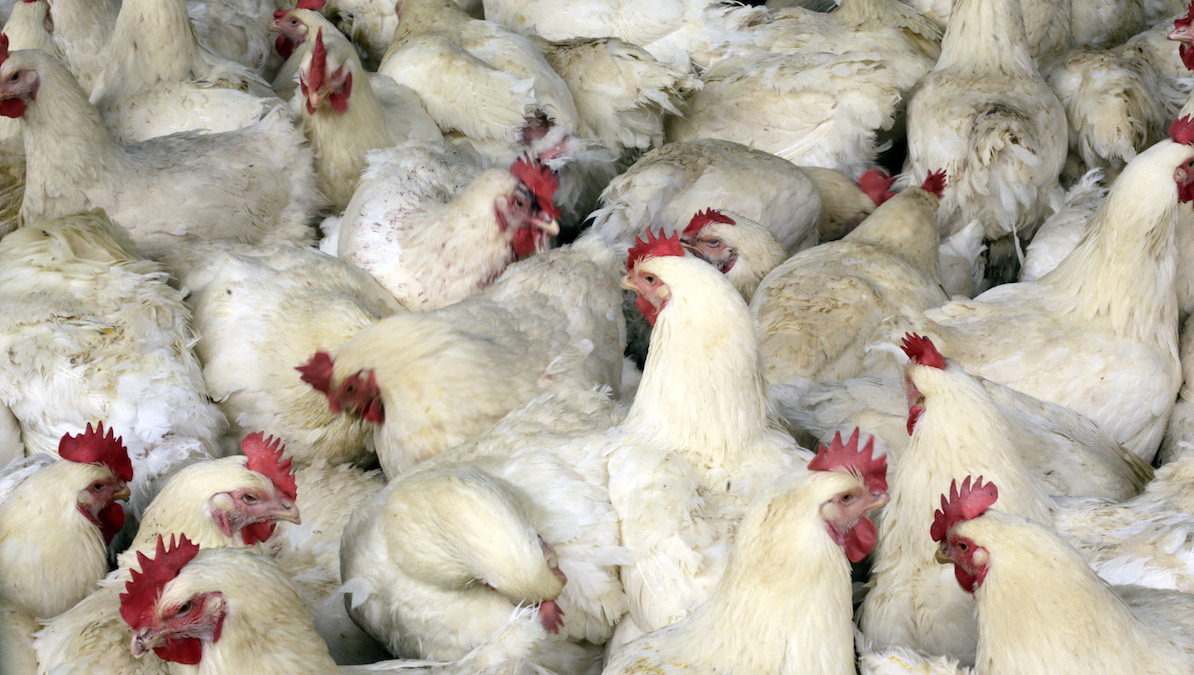 Tyson Foods Dealing With Bird Flu at TN Chicken Facility