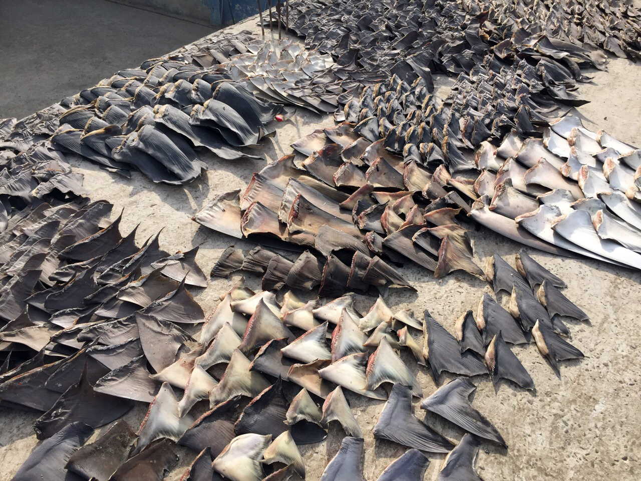 Dozens of Illegal Shark Fins Discovered in Boat Off Key West