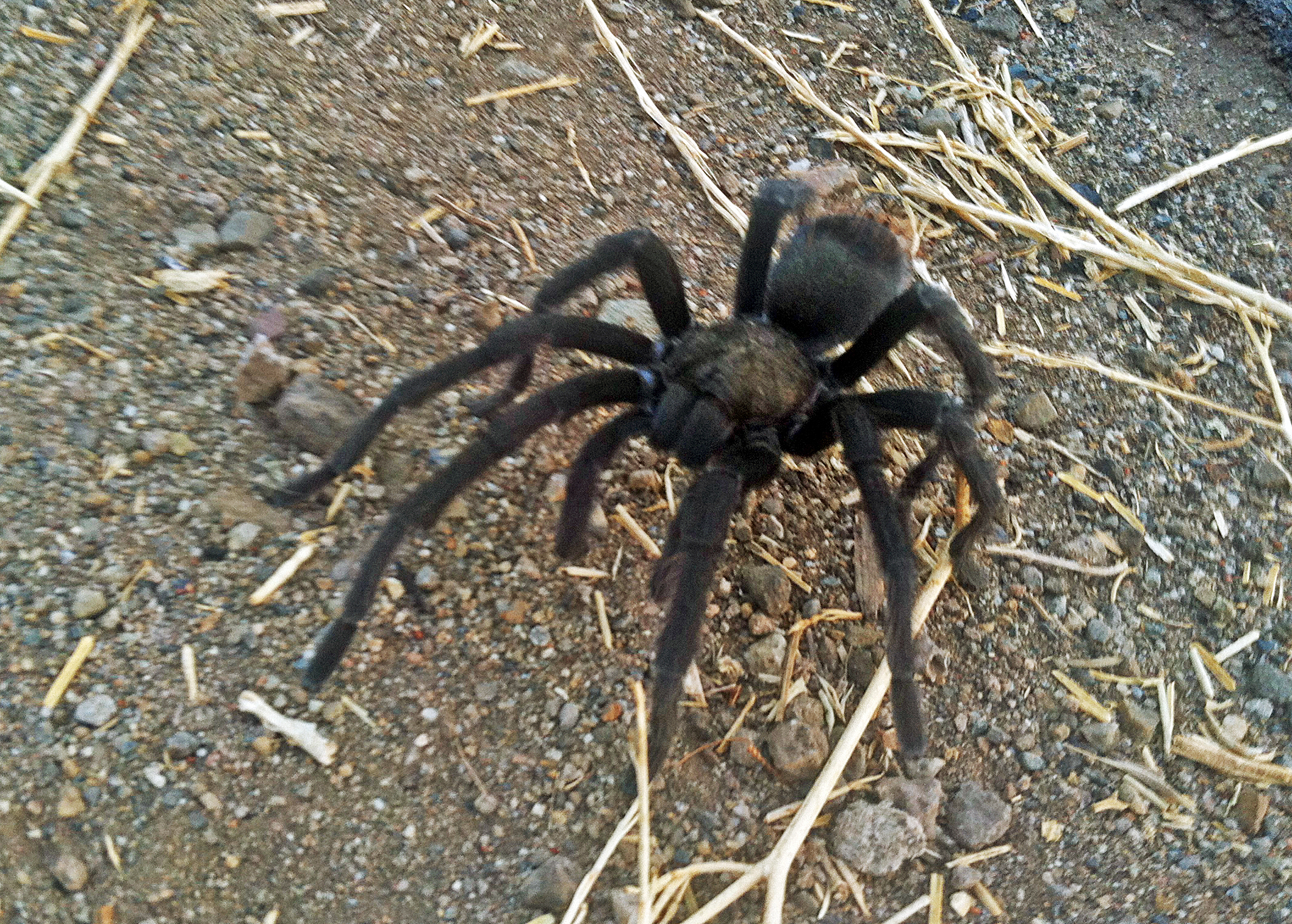 Tarantula Mating Season Has Begun