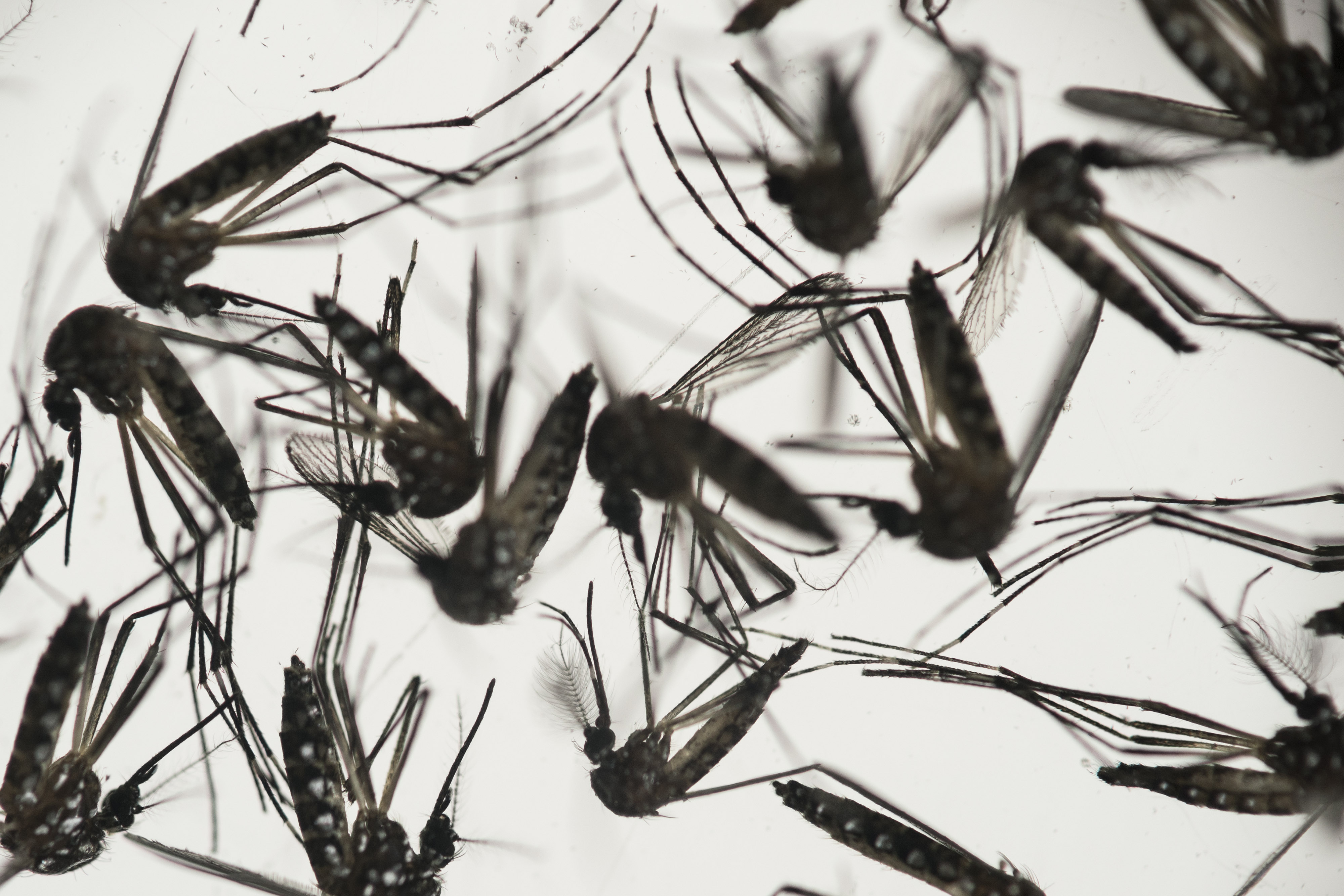 New Case of Zika Virus Confirmed in South Florida