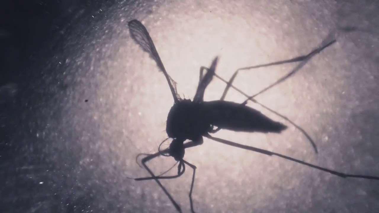 Concerns of Zika Spreading in Miami Beach as Rain Approaches
