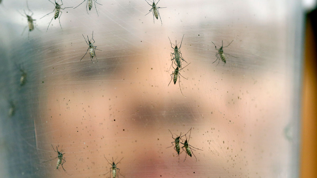 What to Know About the Zika Virus
