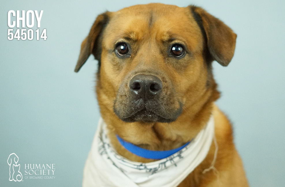 Broward Humane Society Adoptable Pets - Dec. 31, 2015