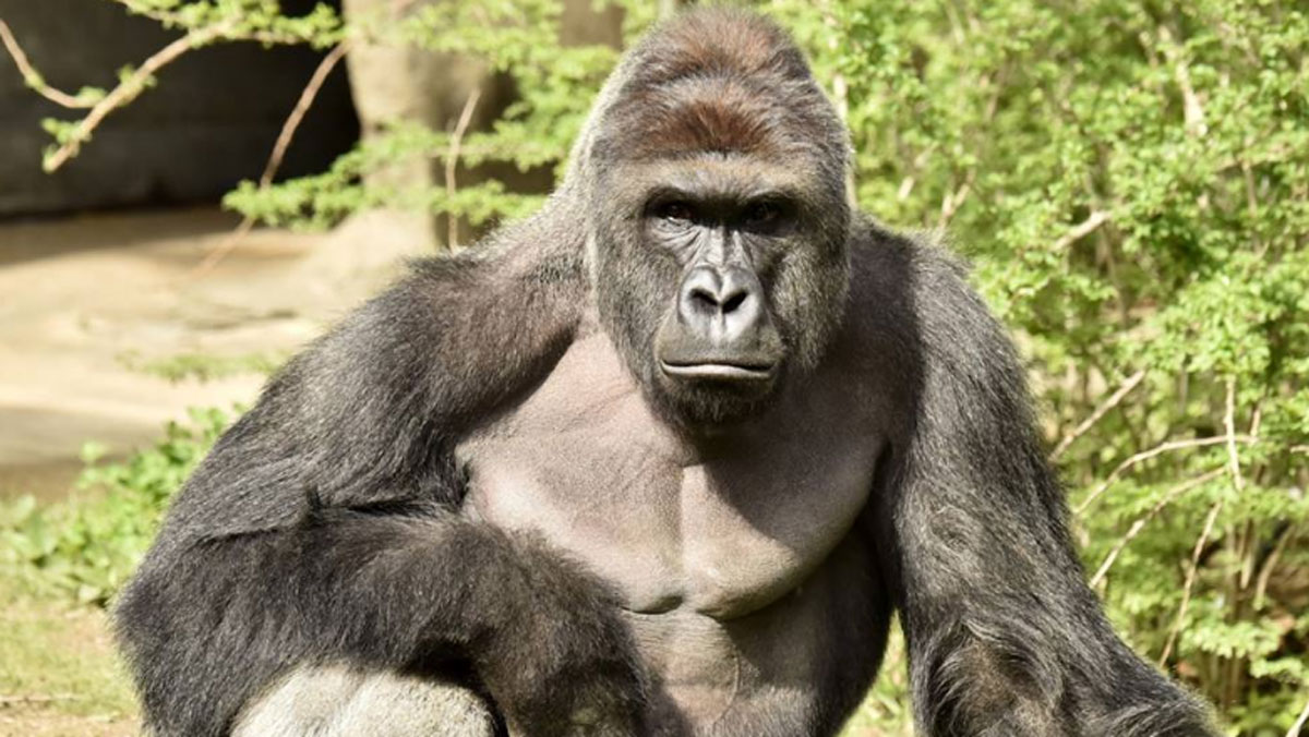 Did Write-In Votes For Harambe Cost Clinton a Win?