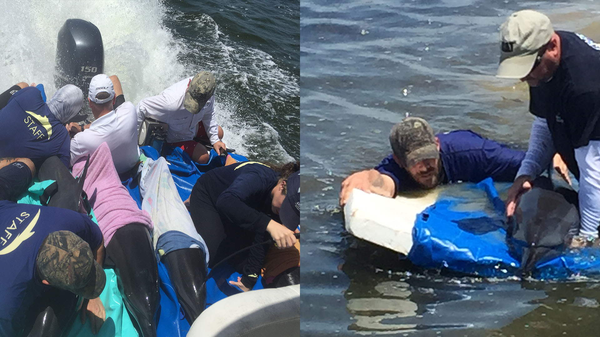 Crews Rescue Beached Dolphins Near Everglades