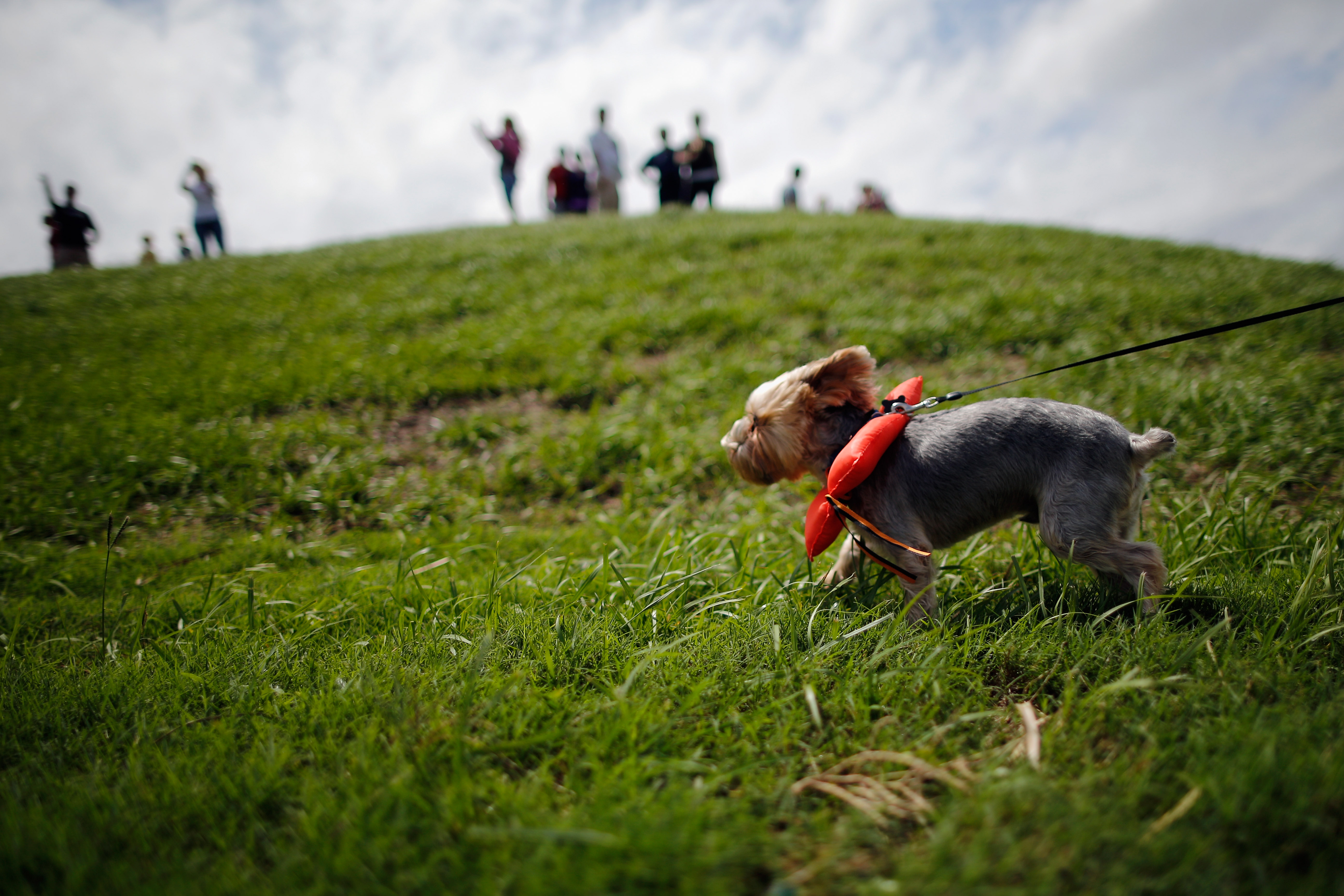 Dog-Walking App Launches In Miami