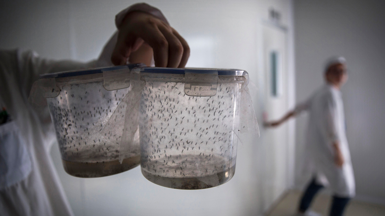 Discovery of Zika Antibody Could Offer Hope in Fight: Study
