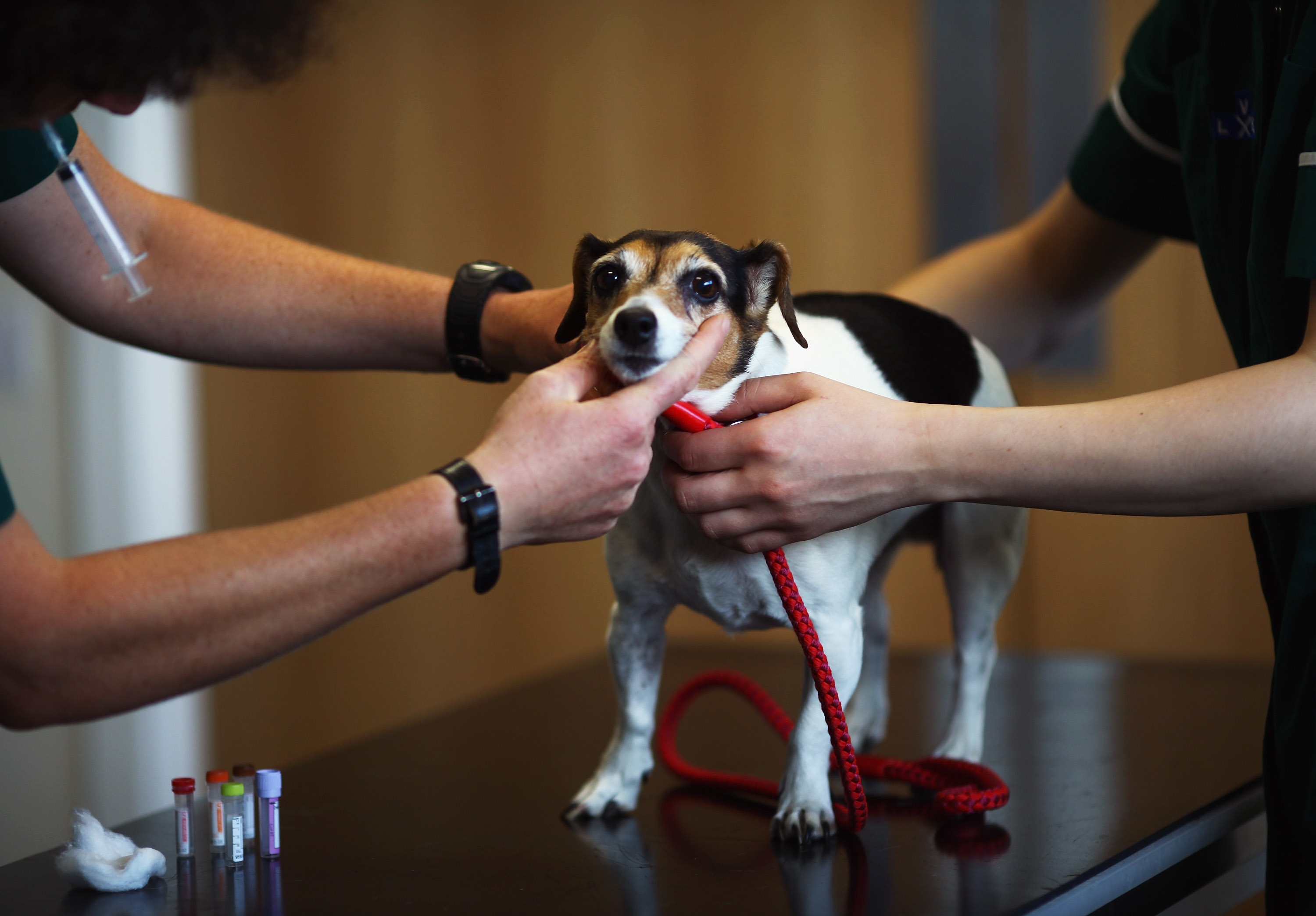 First Cases Of 'Dog Flu' Confirmed In Florida