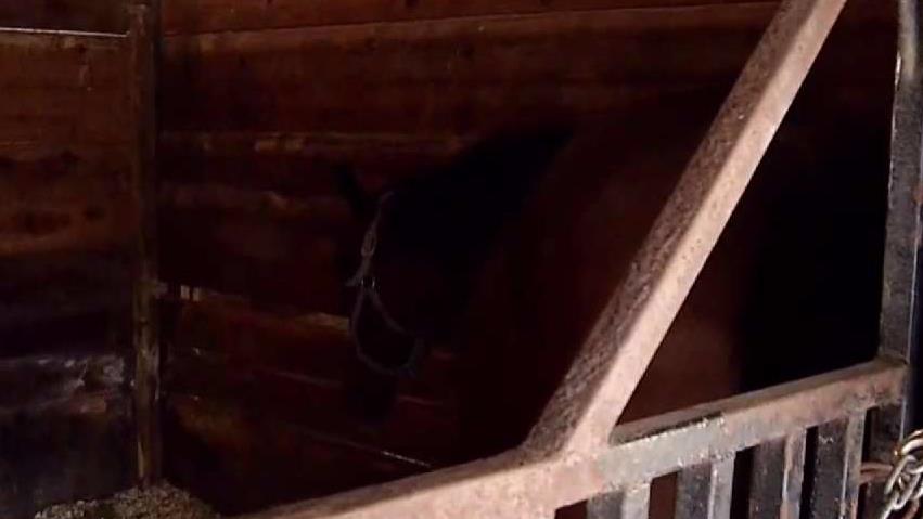 Gulfstream Park Works to Keep Horses Safe During Irma