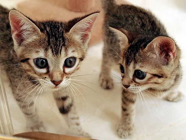 Foster Parents Wanted for Orphaned Kittens