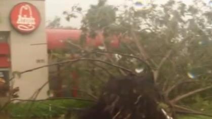 Massive Tree Uprooted Outside Broward Restaurant Due to Irma